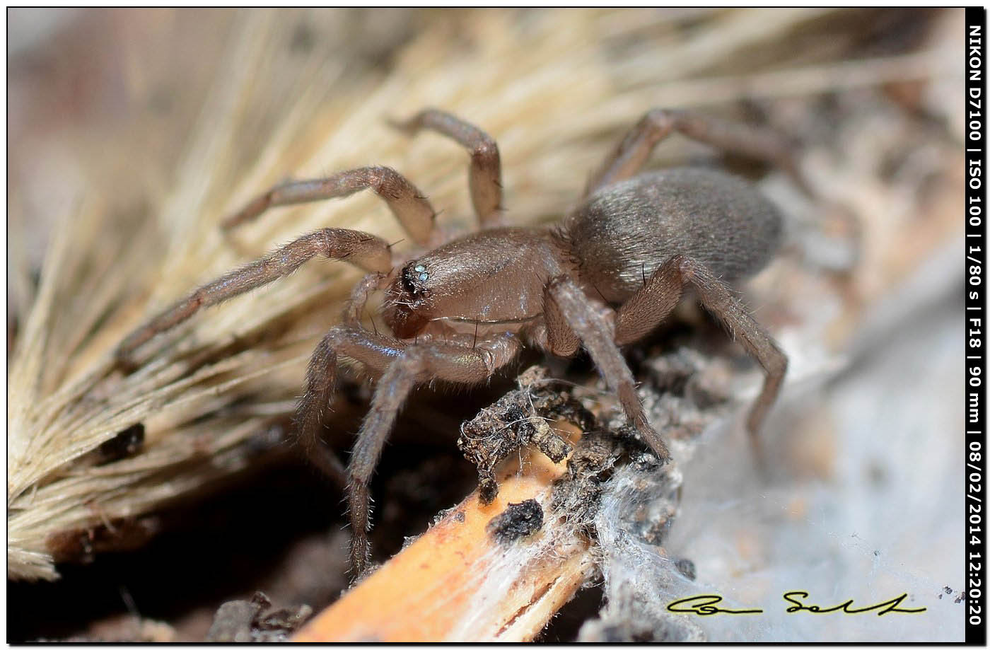 Haplodrassus sp., Drassodes sp. - Alghero (SS)